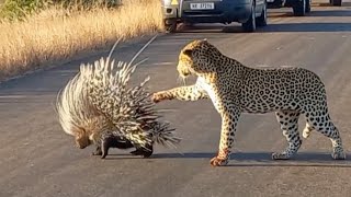 Hungry Leopard Gets Defeated By Prickly Porcupine [upl. by Aicirtac]