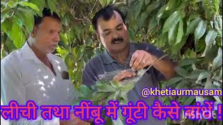 लीची तथा नींबू में गूंटीकलम कैसे बांधें  How to air layeringpropagation technique in litchi tree [upl. by Agustin230]