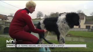 ANIMAUX  Le TerreNeuve un sauveteur à laffût [upl. by Yrahcaz445]