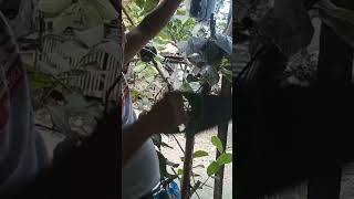 Easy planting marcot guava grafting fruit farming farmer fruit airlayering reelsvideo [upl. by Arlene]