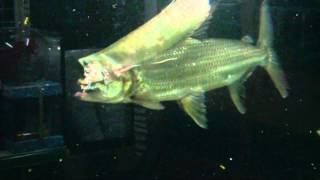 Goliath tiger fish eat silver arowana [upl. by Fanestil168]