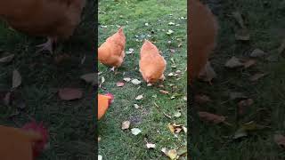 Buff Orpington Chickens amp Rooster chicken bufforpington rooster [upl. by Enilauqcaj17]