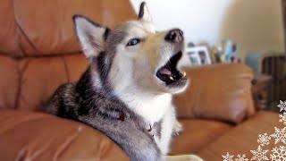 My Siberian Husky Howling Like Crazy  Make your Dog Howl [upl. by Leontine]