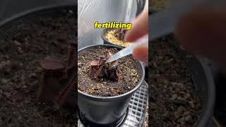 Alternative to live feeding your carnivorous plants venus flytrap [upl. by Aiyram]