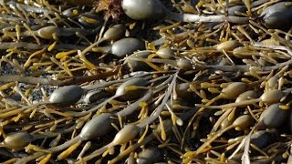 Algaton seaweed extracts from Ascophyllum nodosum [upl. by Assirehc]