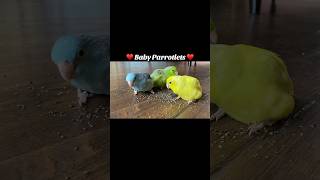 Little Parrotlets The Cutest Mini Birds [upl. by Amadeus]