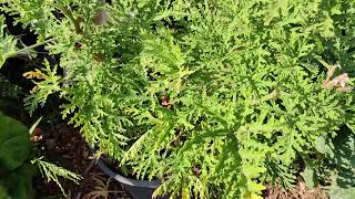 All About Citronella Plant Citrosa Geranium or Pelargonium Citrosum [upl. by Shane]