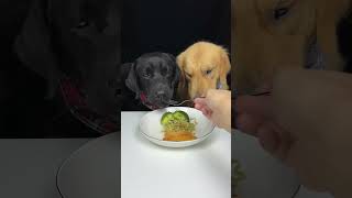 Today We Had Pho With Fried Chicken And Some Vegetables Labrador and Golden Cute Pet Debut Plan [upl. by Nilerual]