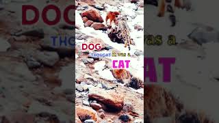 why do leopards attack dogsdog leopard youtubeshorts viralvideo bigcats bigcat trendingshorts [upl. by Bobina]