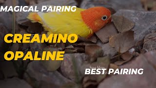 One of best pairing for creamino opaline  How to produce creamino opaline lovebirds [upl. by Leatri605]