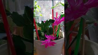 My Christmas Cactus quotPhilAm Country Livingquot [upl. by Stent]