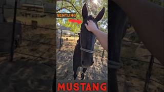 Gentling A Mustang [upl. by Gerti714]