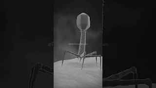 Bacteriophage Infect Bacteria Cell dadhichsir bsc neet shorts youtubeshorts [upl. by Angel915]