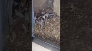 Feeding My Blue Cobalt Tarantula blue bluey tarantula cobalt spider spiders nature health [upl. by Kumler]