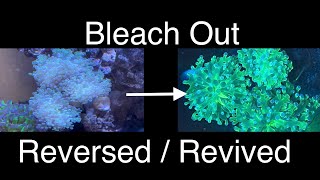 Reverse Coral Bleaching Reviving Color  Care amp Time Lapse  Saltwater Coral Reef Aquarium [upl. by Gamin]