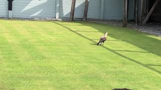 Birds Of Prey Centre Ballyvaughan [upl. by Gannon]