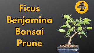 Ficus Benjamina Bonsai Pruning A Guide for Optimal Growth [upl. by Helbonia]