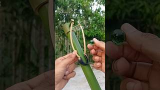 Bamboo Creations with Strong Rover bamboo Diy Slingshots [upl. by Greenstein]