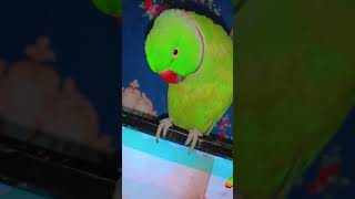 song parrotsong 🥰🦜 video 😍 [upl. by Atnahs]