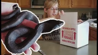 Unboxing an Upset Eastern Hognose [upl. by Powe]