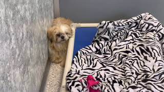 Hard to Watch Terrified Severely UnderSocialized Puppy Mill Rescue Dog Afraid of Human Touch [upl. by Triley]