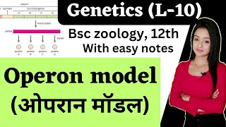 genetics L10operon model in Hindi bsc 3rd year zoology knowledge adda lion batch [upl. by Ellek814]