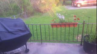 Making My Crappy Lawn Look Nice Part 2 Epsom Salt Summer Lawn Care Tip and Prep for Overseeding [upl. by Sairu]