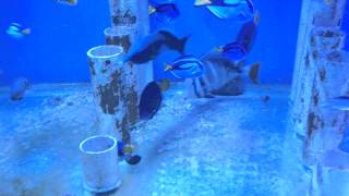 Feeding live brine shrimp to a tank of marine fish and Seahorse [upl. by Fernandina941]