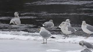 Visiting Gulls 3 – 31 January 2024 [upl. by Euqcaj]