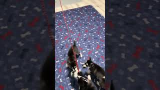 Alaskan Klee Kai puppies competition [upl. by Polash364]