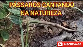 PÁSSAROS CANTANDO NA NATUREZA SONGBIRDS BADERNA DE PÁSSAROS PASSERINE CANTO DE VÁRIOS PÁSSAROS [upl. by Osric]