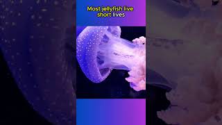 Jellyfish Have NO BRAIN OR HEART🪼🪼🌊 animals animalfacts shorts [upl. by Dyl385]