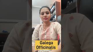 Galega Officinalis homeopathic medicine benefits uses and Side effects in Hindi [upl. by Aliahs]