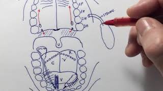 Anatomía de la cavidad oral [upl. by Aropizt618]