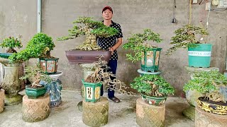 Minh Han 410 chào bán bonsai Mai Chiếu Thủy Linh Sam và nhiều cây khác  0352958170 [upl. by Neddie]