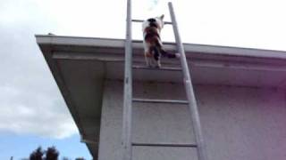 Cat climbs ladder [upl. by Lock]