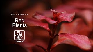 Top 5 Red Aquarium Plants [upl. by Nika]