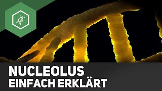 Nucleolus  einfach erklärt [upl. by Talbott]