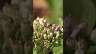 Metallic green Sweat Bee visits Camphorweed [upl. by Lelia]