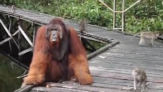 Dont steal a banana out of an orangutans mouth [upl. by Nosiram]