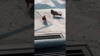 m badshaho ka badshahsubscribe shortvideo trending pigeon explore [upl. by Gerhan345]