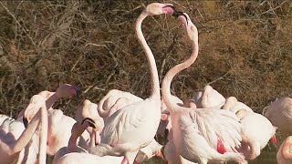 La magnifique parade nuptiale des flamants roses en Camargue [upl. by Dadivitan]