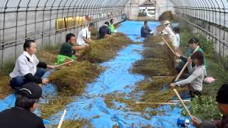 Threshing Buckwheat by Hand [upl. by Ahpla]