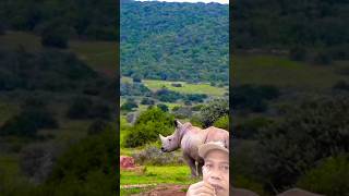 rhinoceros vs lion wildlife rhinos wildlifes animals safari rhino shortvideo viralvideo [upl. by Adniram]