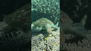 Ningaloo Reef  Turtle Cleaning Station ningalooreef greenseaturtle wellness marinelife reef [upl. by Nomma]