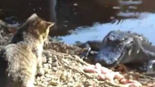 Animal Clip Of The Week Cat Fights Off Alligator [upl. by Coney]