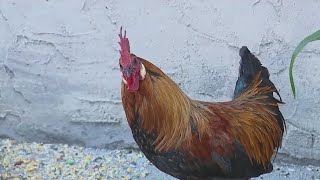 Angry rooster attacks man in Queens [upl. by Clintock]