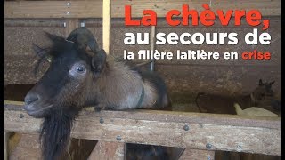 Le lait de chèvre une alternative au lait de vache [upl. by Acinimod]