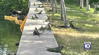 Miami Beach officials coming up with ideas to get rid of invasive iguanas [upl. by Mitinger276]