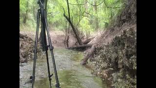 Chitty Bend East Distributary Withlacoochee River 20230715 [upl. by Mcmurry224]